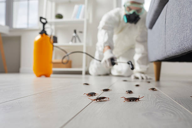 Affordable Cockroach Control solutions in Kensington, CA
